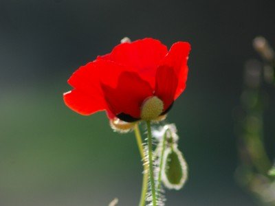 GELİNCİĞİN HÜZNÜ