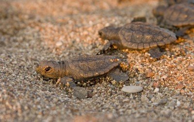 WWF İLE DENİZ KAPLUMBAĞALARINA GÖNÜLLÜ YARDIM (BİR DENİZ KAPLUMBAĞASI EVLAT EDİNEBİLİRSİNİZ)